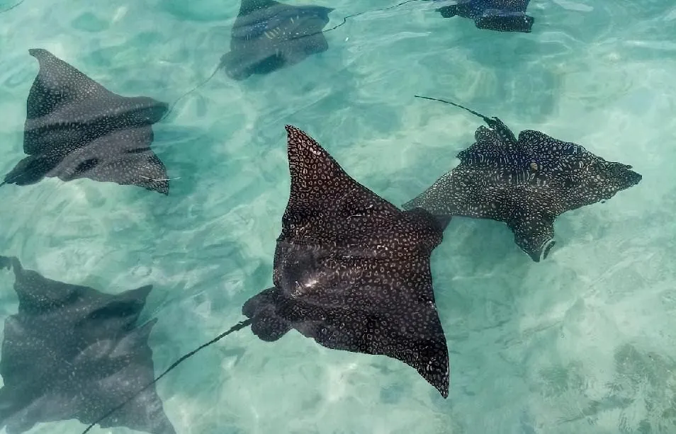***  Moorea Island Beach Hotel Polinesia Francese